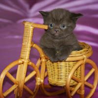 ШОТЛАНДСКИЕ ВИСЛОУХИЕ И ПРЯМОУХИЕ КОТЯТА ШОТЛАНДСКИЕ ВИСЛОУХИЕ И ПРЯМОУХИЕ КОТЯТА