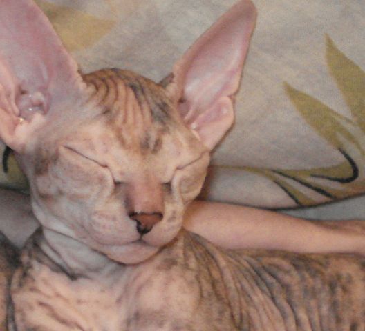 Котята донского сфинкса Котята донского сфинкса