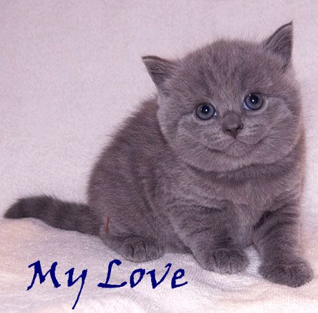 британские котята британские котята