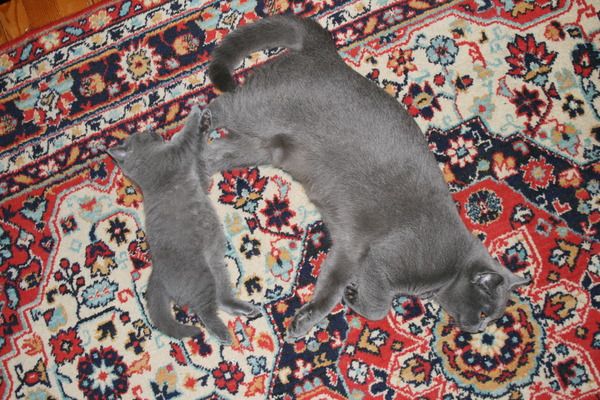 продам Британских котят продам Британских котят