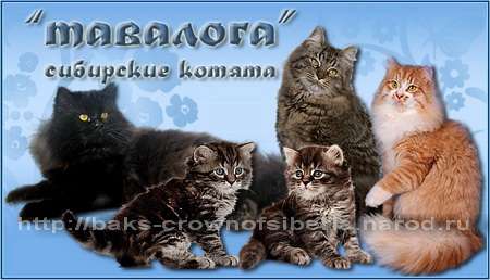СИБИРСКИЕ котята ДИКОГО окраса!!! СИБИРСКИЕ котята ДИКОГО окраса!!!