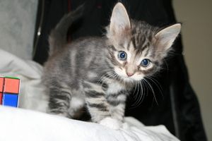 Отдам красивых котят заботливым людям Отдам красивых котят заботливым людям