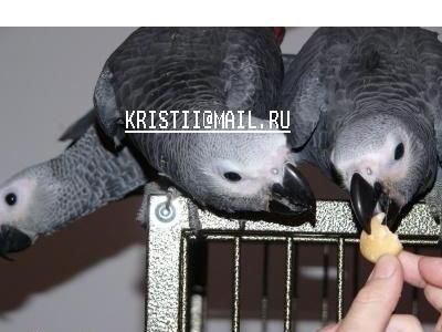 птенцы выкормыши птенцы выкормыши