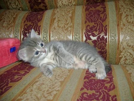 Хорошие котята в дар Хорошие котята в дар