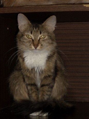 Сибирская кошка Сибирская кошка