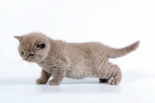 Британские котята Британские котята