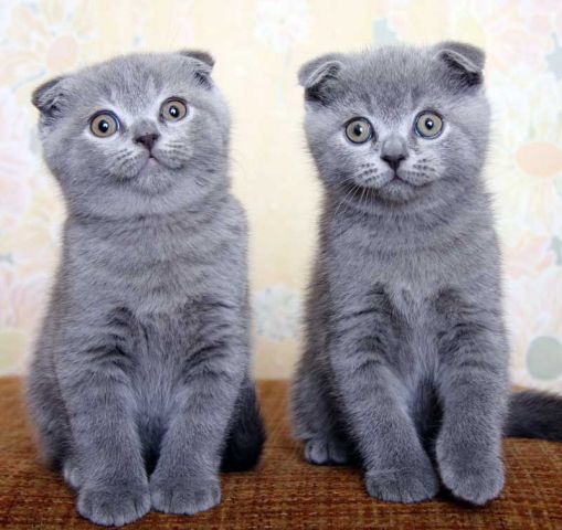 шотланские вислоухие 2 месяца шотланские вислоухие 2 месяца