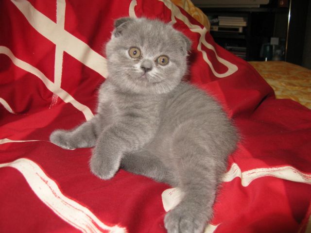 Шотландский вислоухий котик Шотландский вислоухий котик