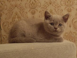 ласковое чудо ласковое чудо