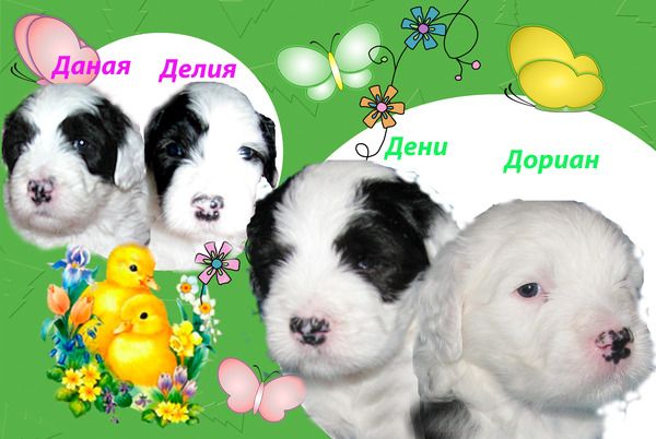 щенки бобтейла щенки бобтейла