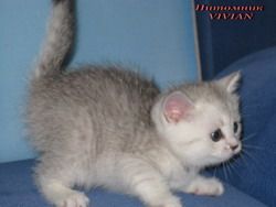Британские котята.Питомник VIVIAN. Британские котята.Питомник VIVIAN.
