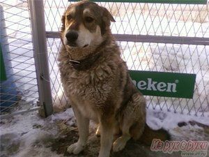 Большой и добрый Мишка в хорошие руки