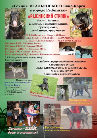 Щенки Итальянского Кане - Корсо Щенки Итальянского Кане - Корсо