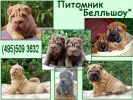 Шарпей.Шар-пей. Щенки породы шарпей из питомника Белльшоу