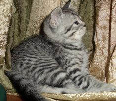 Британские тигрята Британские тигрята