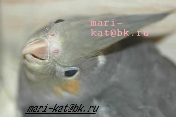 продаю ручных птенцов карелл продаю ручных птенцов карелл