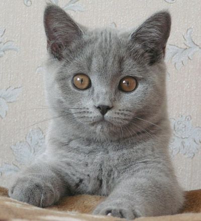 Голубая плющевая кошечка.Фото. Голубая плющевая кошечка.Фото.