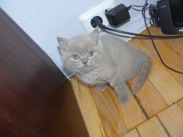 продаются британские котята продаются британские котята