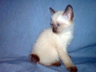 Продаётся меконский бобтейл, котик, 2 месяца. Продаётся меконский бобтейл, котик, 2 месяца.