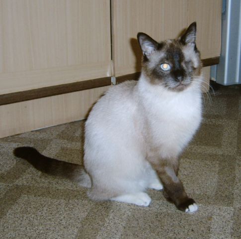 Отдам молодого тайского котика Отдам молодого тайского котика