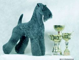 щенки Керри-Блю Терьера от Чемпиона Мира !!! щенки Керри-Блю Терьера от Чемпиона Мира !!!