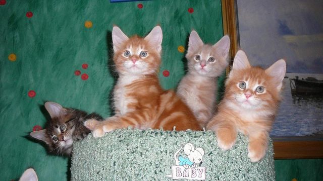 котята породы Мейн Кун котята породы Мейн Кун