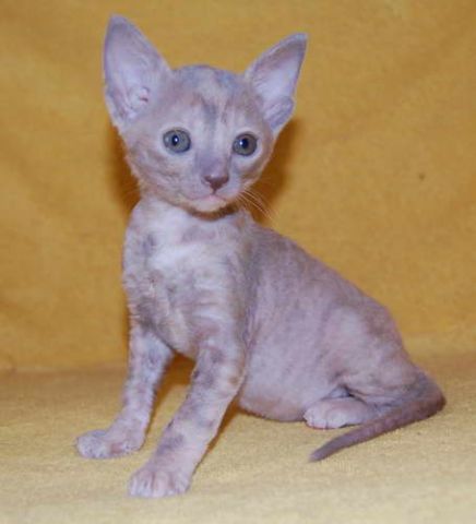 Корниш рекс - кошечка Корниш рекс - кошечка