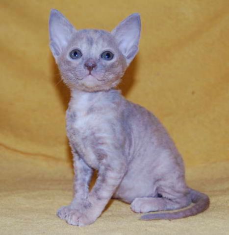 Корниш рекс Корниш рекс