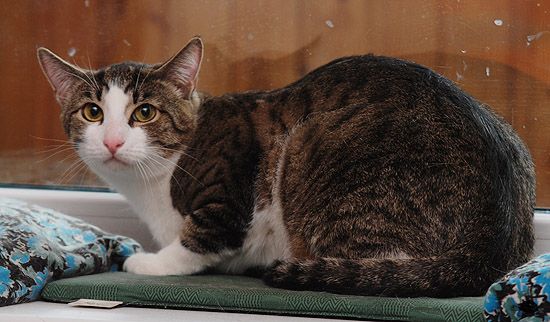 Котик Эдди, для своих -- Ежик! Котик Эдди, для своих -- Ежик!