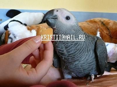 жакоши жакоши