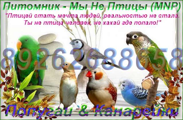 Волнистые попугаи, Неразлучники, Кореллы и др. птицы, попугаи, канарейки. Клетки корм, минералы. Волнистые попугаи, Неразлучники, Кореллы и др. птицы, попугаи, канарейки. Клетки корм, минералы.
