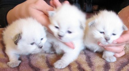 Невские маскарадные котята Невские маскарадные котята