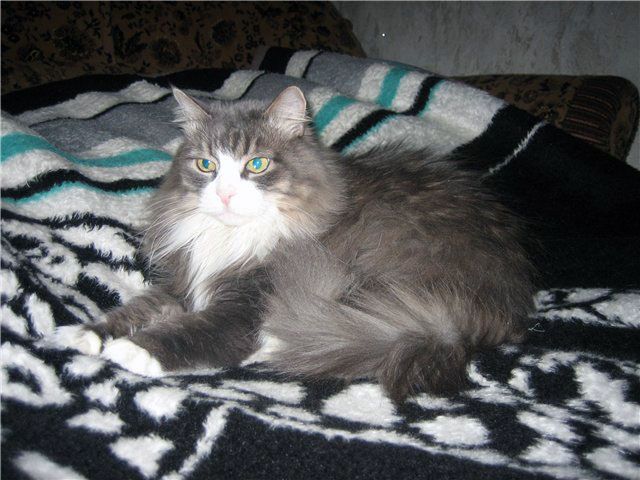 Яркая кошка! Яркая кошка!