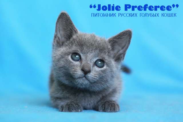Русские Голубые котята из питомника "Jolie Preferee" Русские Голубые котята из питомника "Jolie Preferee"