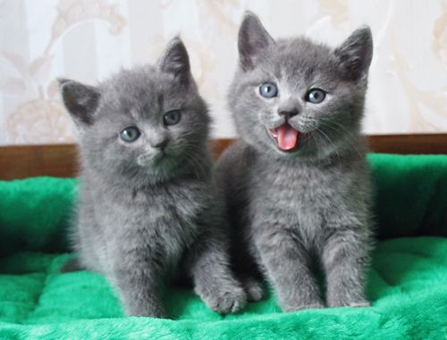 Породистые британские котята Породистые британские котята