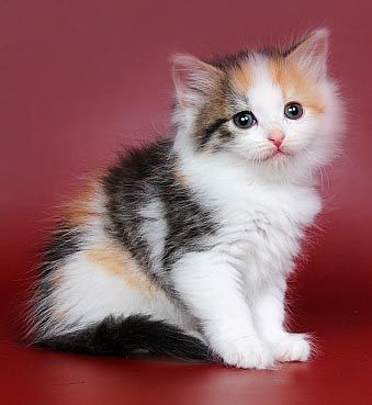 СИБИРСКИЕ КОТЯТА различных окрасов! СИБИРСКИЕ КОТЯТА различных окрасов!