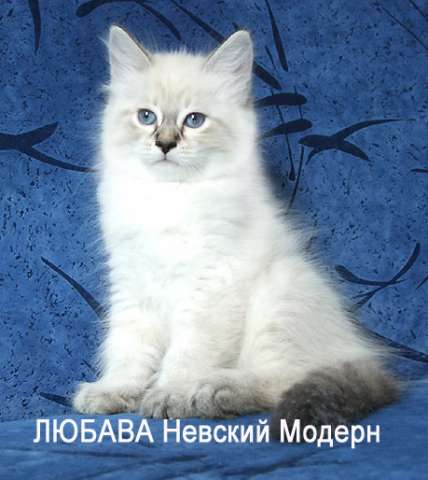 Невские маскарадные чудесные котята Невские маскарадные чудесные котята