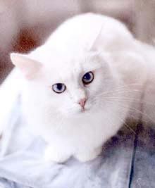 Приручу белоснежного котёнка Приручу белоснежного котёнка
