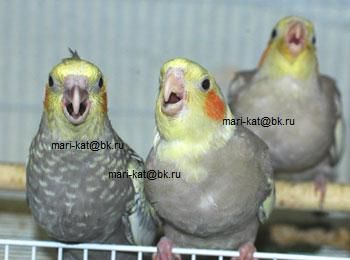 ручные птенцы карелл ручные птенцы карелл
