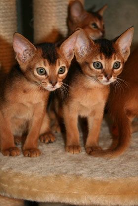 Абиссинские котята Абиссинские котята