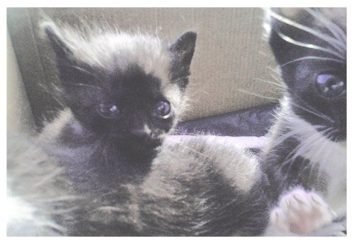 отдам котят отдам котят