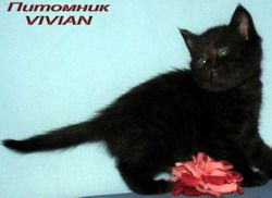  Британские котята.Питомник VIVIAN.