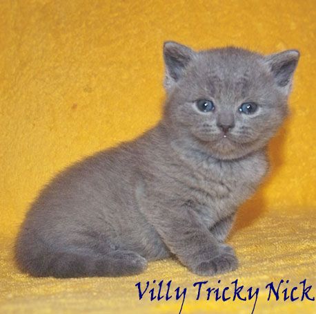 Британские котятки Британские котятки