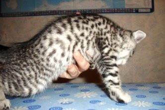 Британские тигрята! Британские тигрята!
