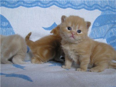 КРАСНЫЕ МРАМОРНЫЕ ШОТЛАНДСКИЕ КОШЕЧКИ! КРАСНЫЕ МРАМОРНЫЕ ШОТЛАНДСКИЕ КОШЕЧКИ!
