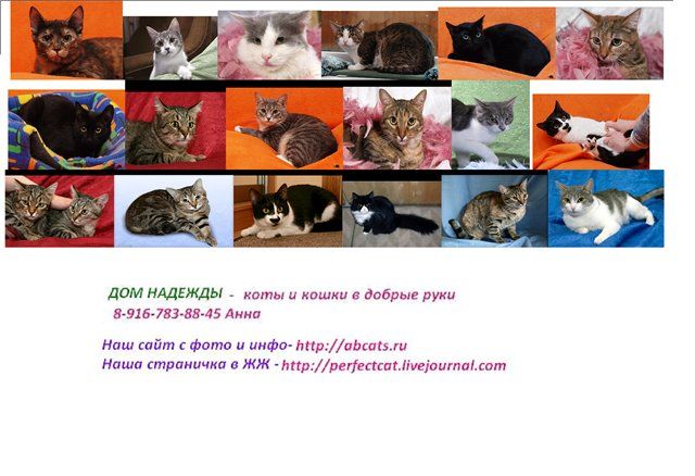 Котята, кошки и коты в добрые руки Котята, кошки и коты в добрые руки