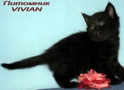 Британские черные котята.Питомник VIVIAN. Британские черные котята.Питомник VIVIAN.