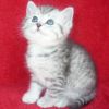 Британский короткошерстный плюшевый котик ВИСКАС