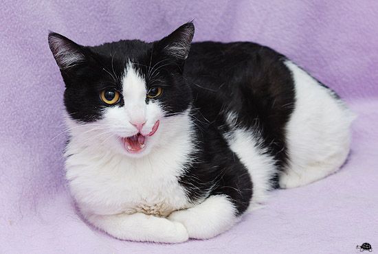 Кошечка Катёна Кошечка Катёна