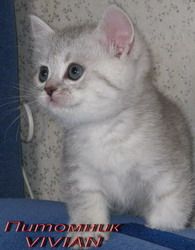Британские вискасные котята из питомника VIVIAN. Британские вискасные котята из питомника VIVIAN.